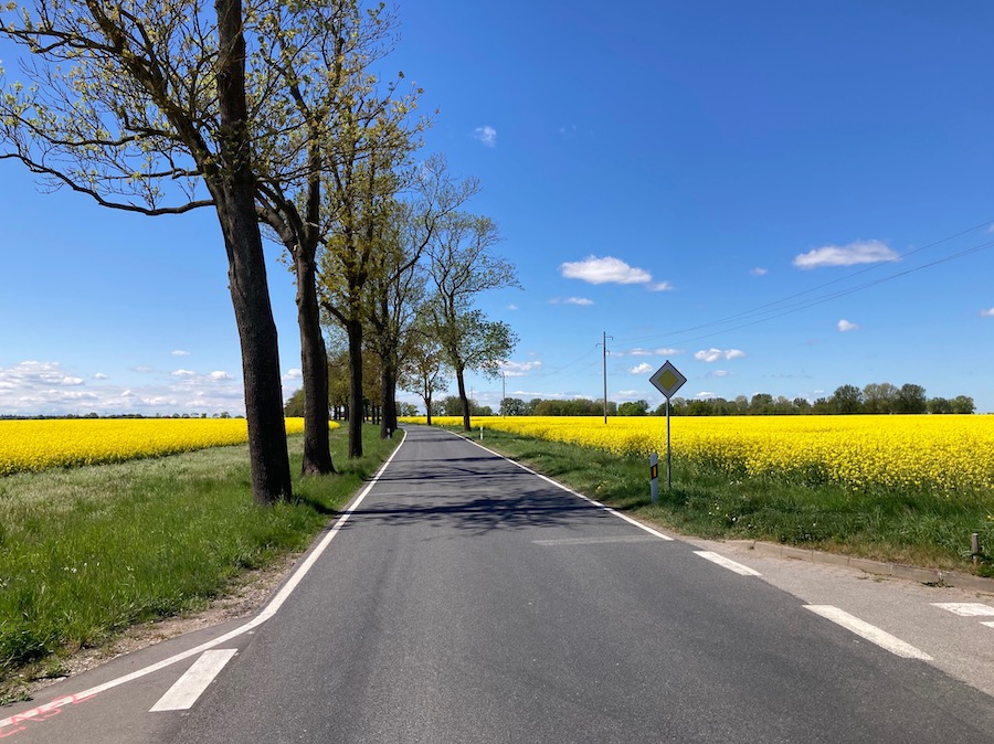 Allee durch die Rapsfelder bei Groß-Polzin/Peenetal
