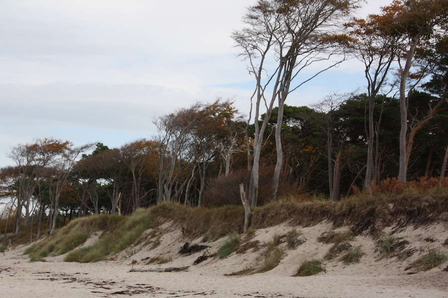 Typische Weststrand-Landschaft: Bäume am Meer.