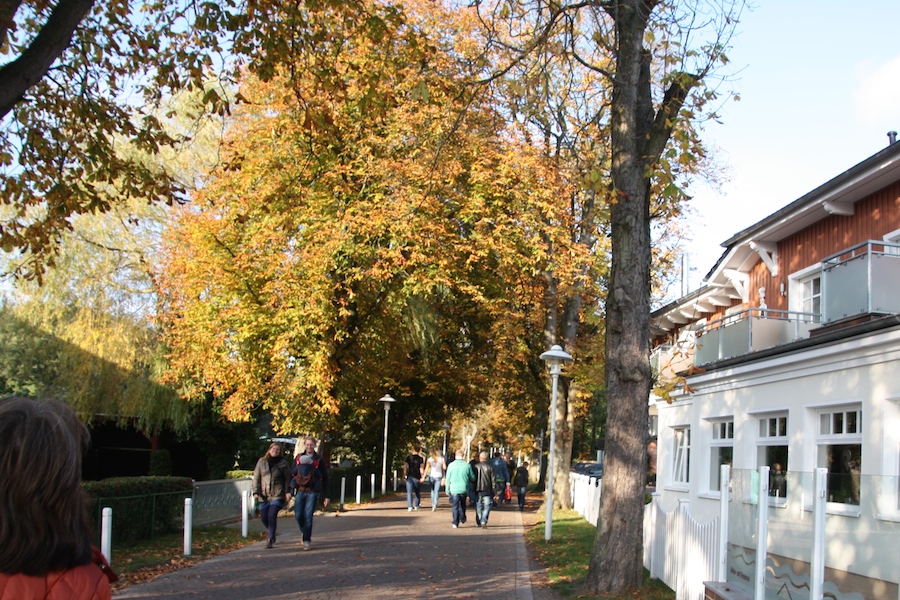 Der Weg zur Seebrücke Prerow führt durch ein Wäldchen