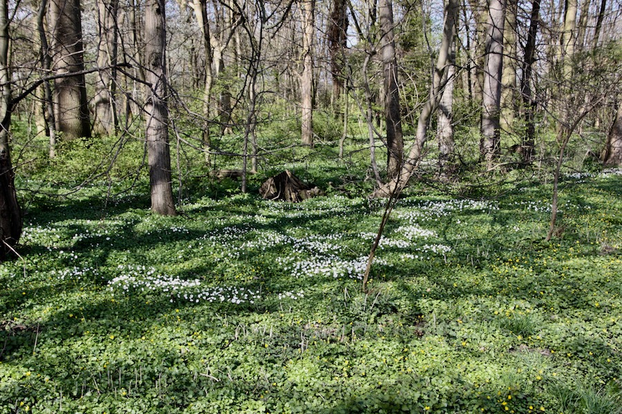 Anemonen in den Buchenwäldern