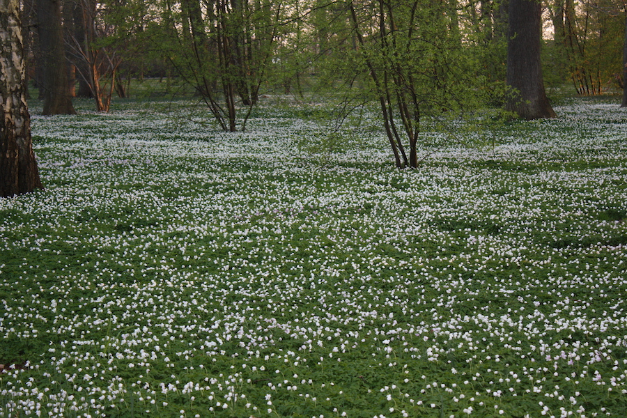 Anemonen (Buschwindröschen) zwischen den Buchen - typisch für Rügen