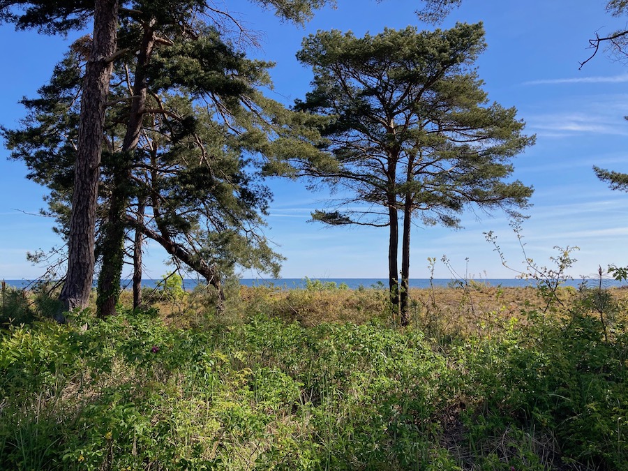 Alte Kiefern am Strand zwischen Heringsdorf und Bansin